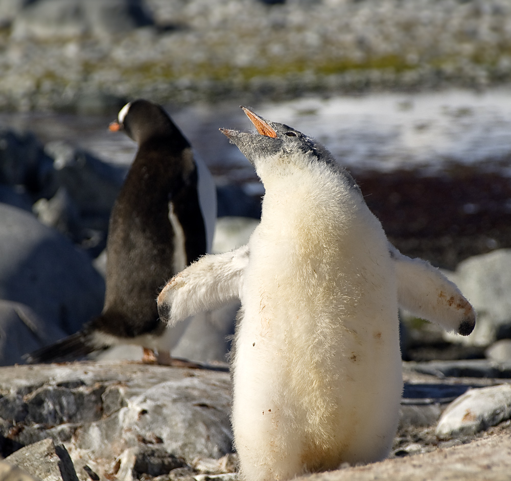 Gentoo Kid