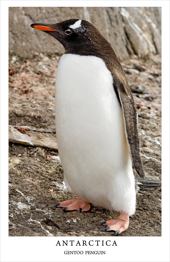 Gentoo Penguin