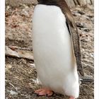 Gentoo Penguin