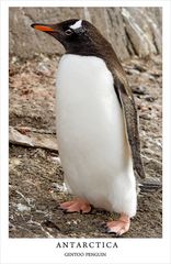 Gentoo Penguin