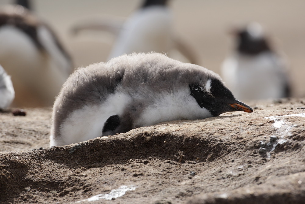 Gentoo Penguin juv., Falkland Island