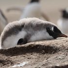 Gentoo Penguin juv., Falkland Island