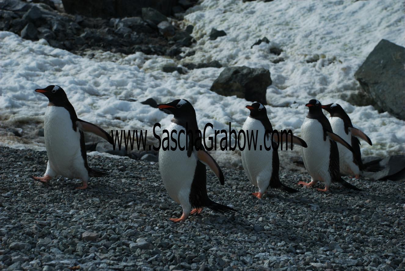 Gentoo Penguins