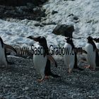 Gentoo Penguins