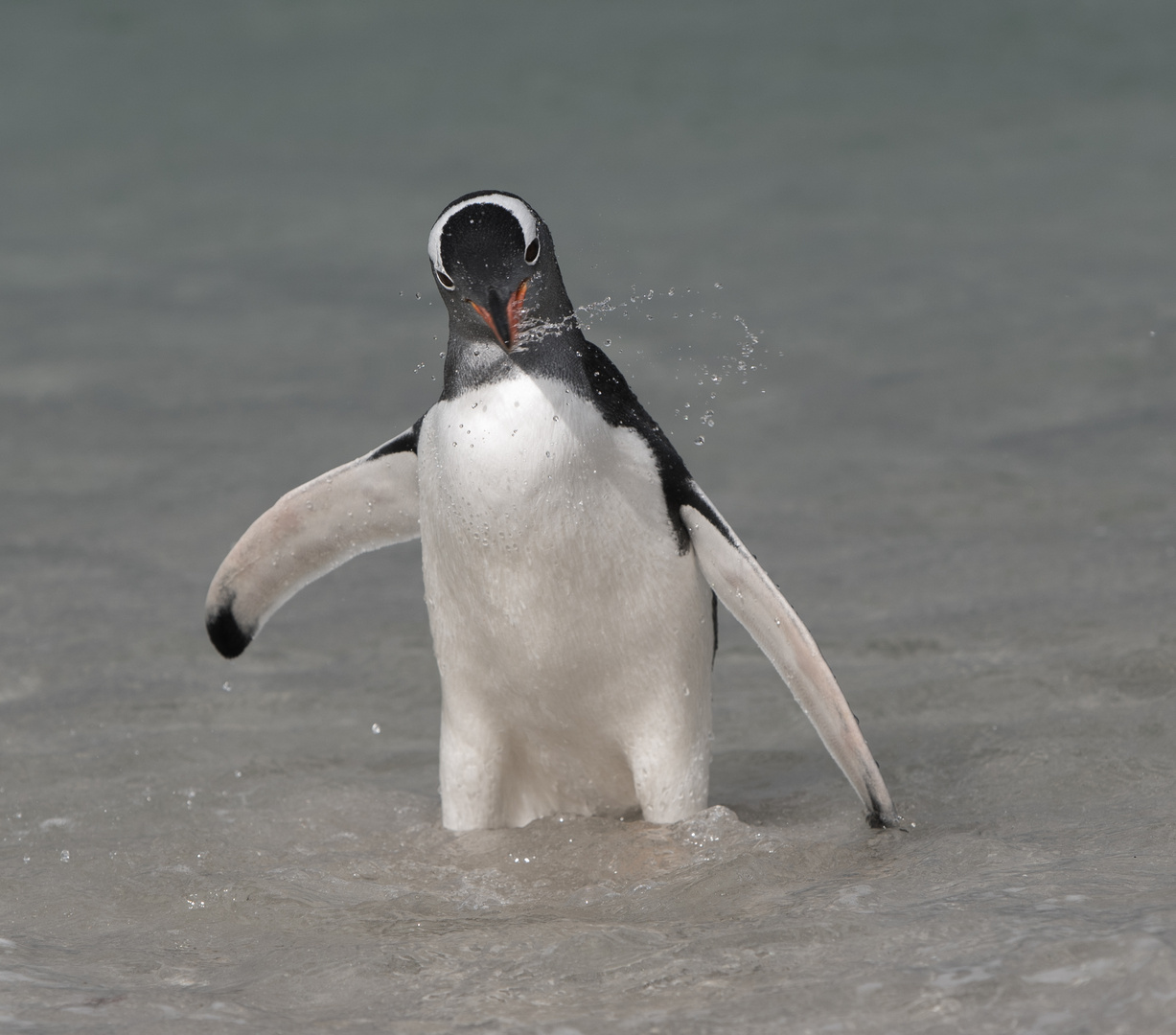 Gentoo-Pinguin