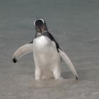 Gentoo-Pinguin