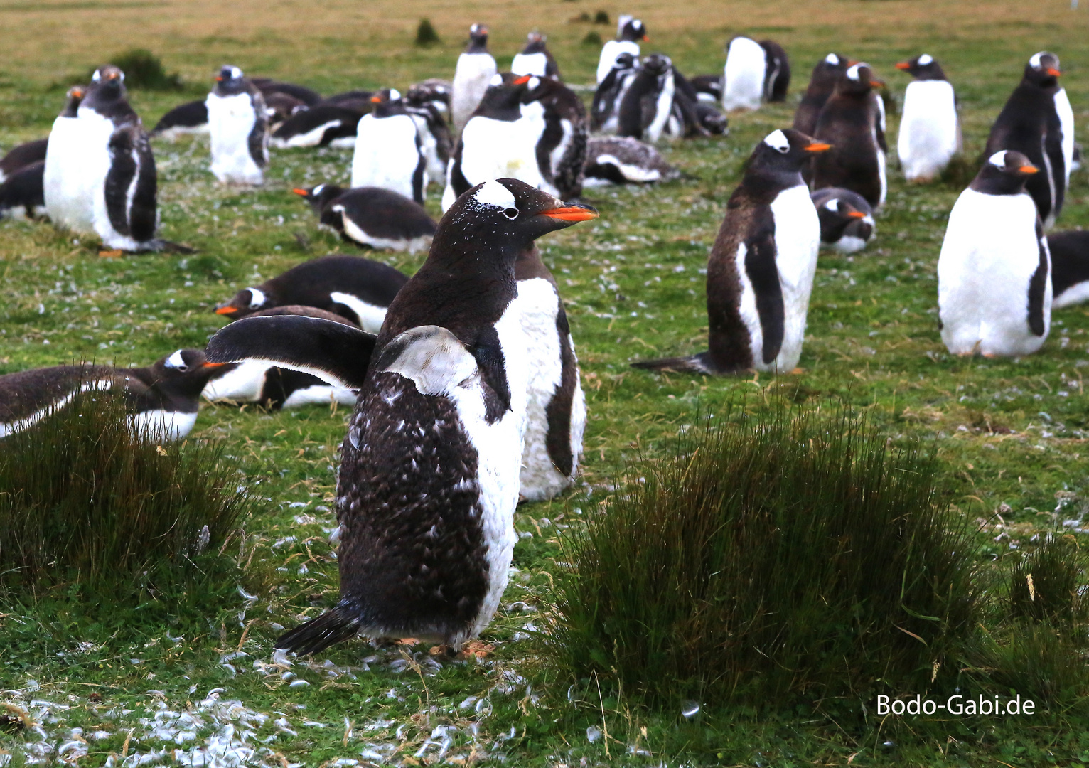 Gentoo-Pinguine