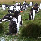 Gentoo-Pinguine