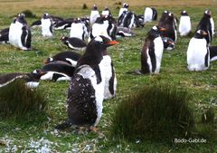 Gentoo-Pinguine