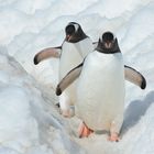 ___gentoo_march___