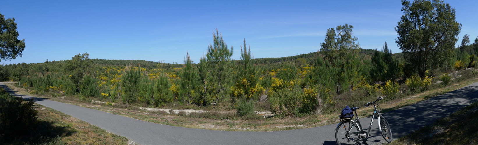 Genêts le long de la piste cyclable