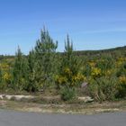 Genêts le long de la piste cyclable