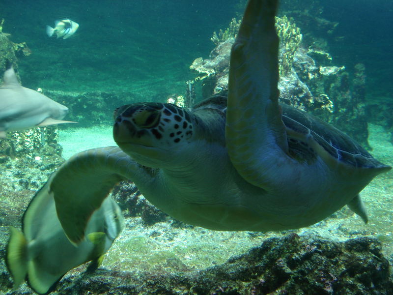 Genua Aquarium Schildkröte