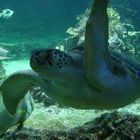 Genua Aquarium Schildkröte