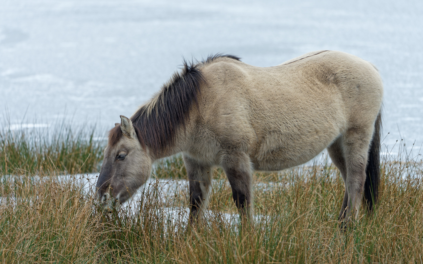 Genügsam – Konigponys 