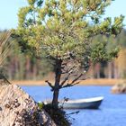 genügsamer Baum