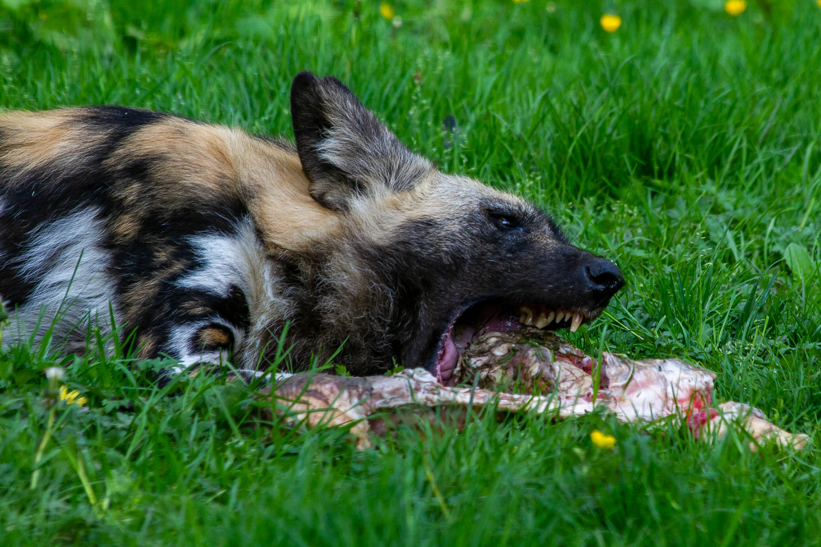 Genüsslich wird das Frühstück verspeist! 