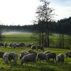 Genüssliches Fressen