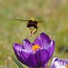 Genug für heute....sagte die Hummel !