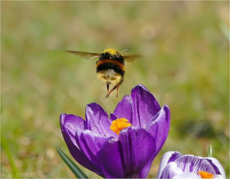 Genug für heute....sagte die Hummel !