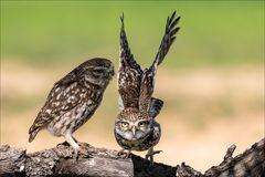 Genug gekuschelt....:-)