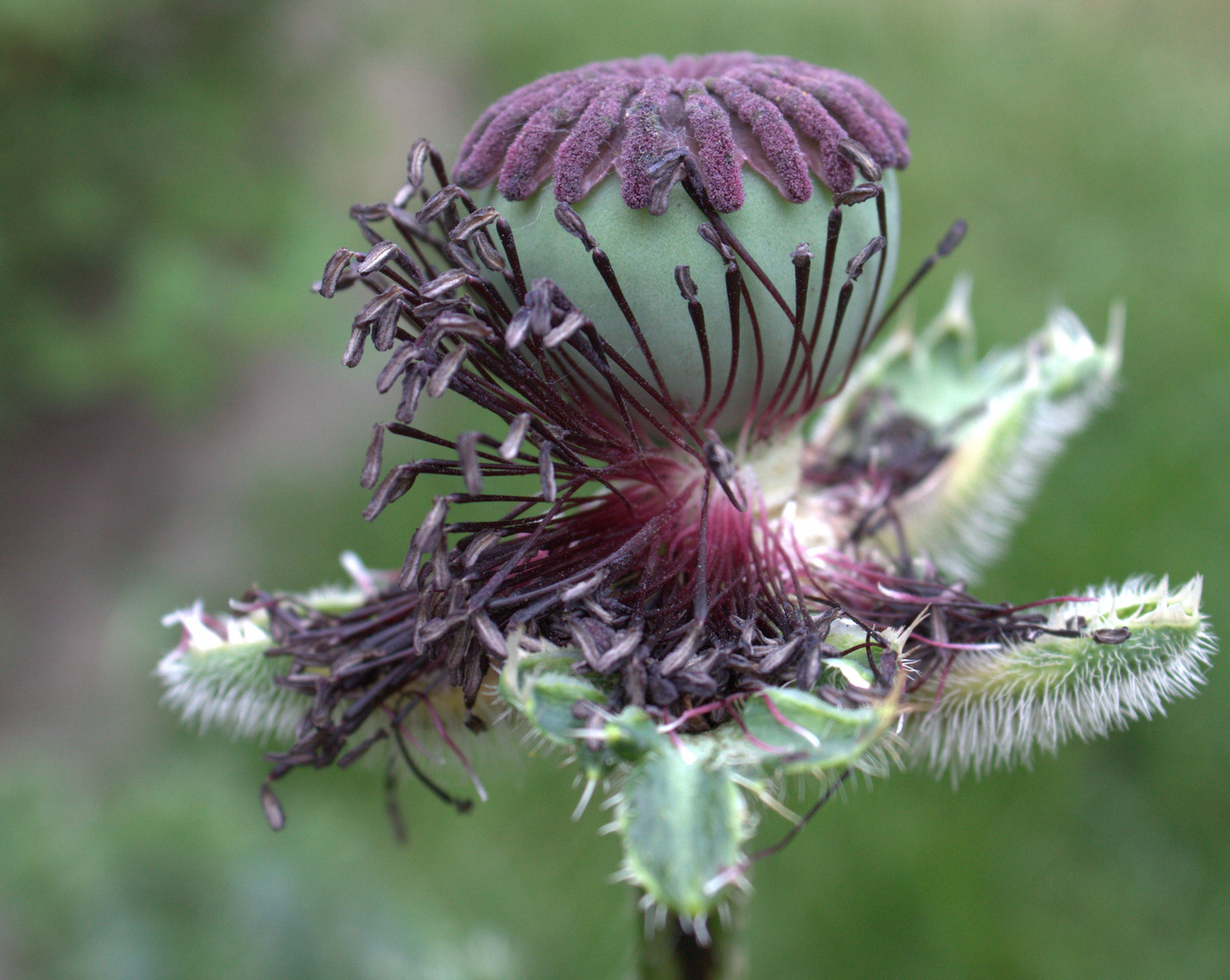 genug Mohn?