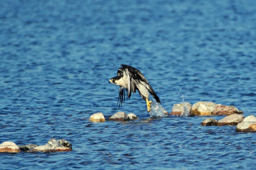 Genug vom Wasser