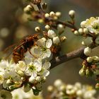 Genuss der ersten Blüten