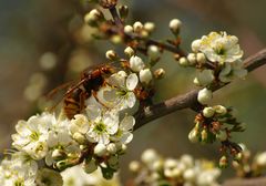 Genuss der ersten Blüten