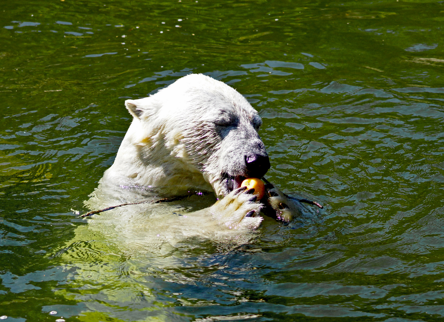 Genuß-Eisbär