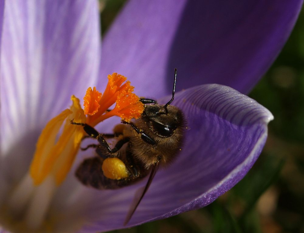 Genuss im Frühling ...