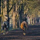 Genussritt durch die frühlingshafte Allee