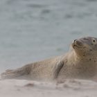 Genussrobbe am Strand ...