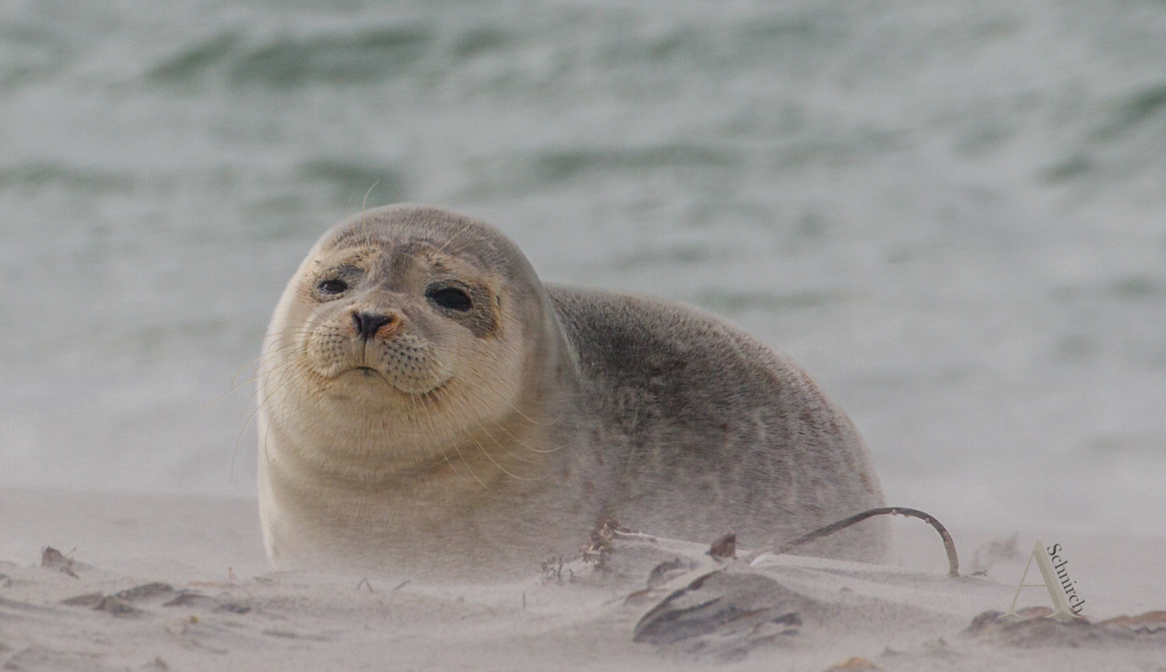 Genussrobbe am Strand ...