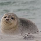 Genussrobbe am Strand ...