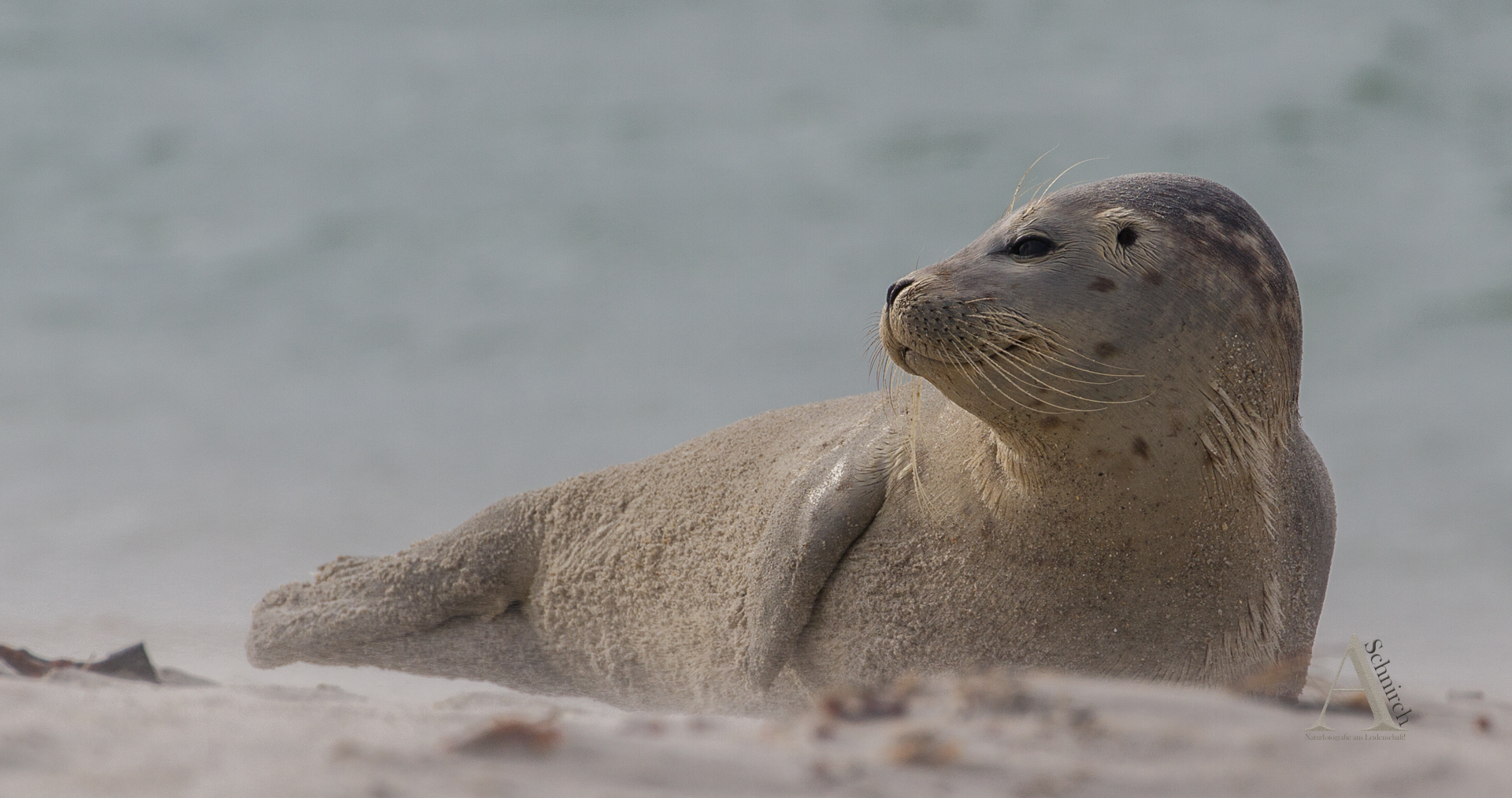 Genussrobbe am Strand ...