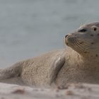 Genussrobbe am Strand ...