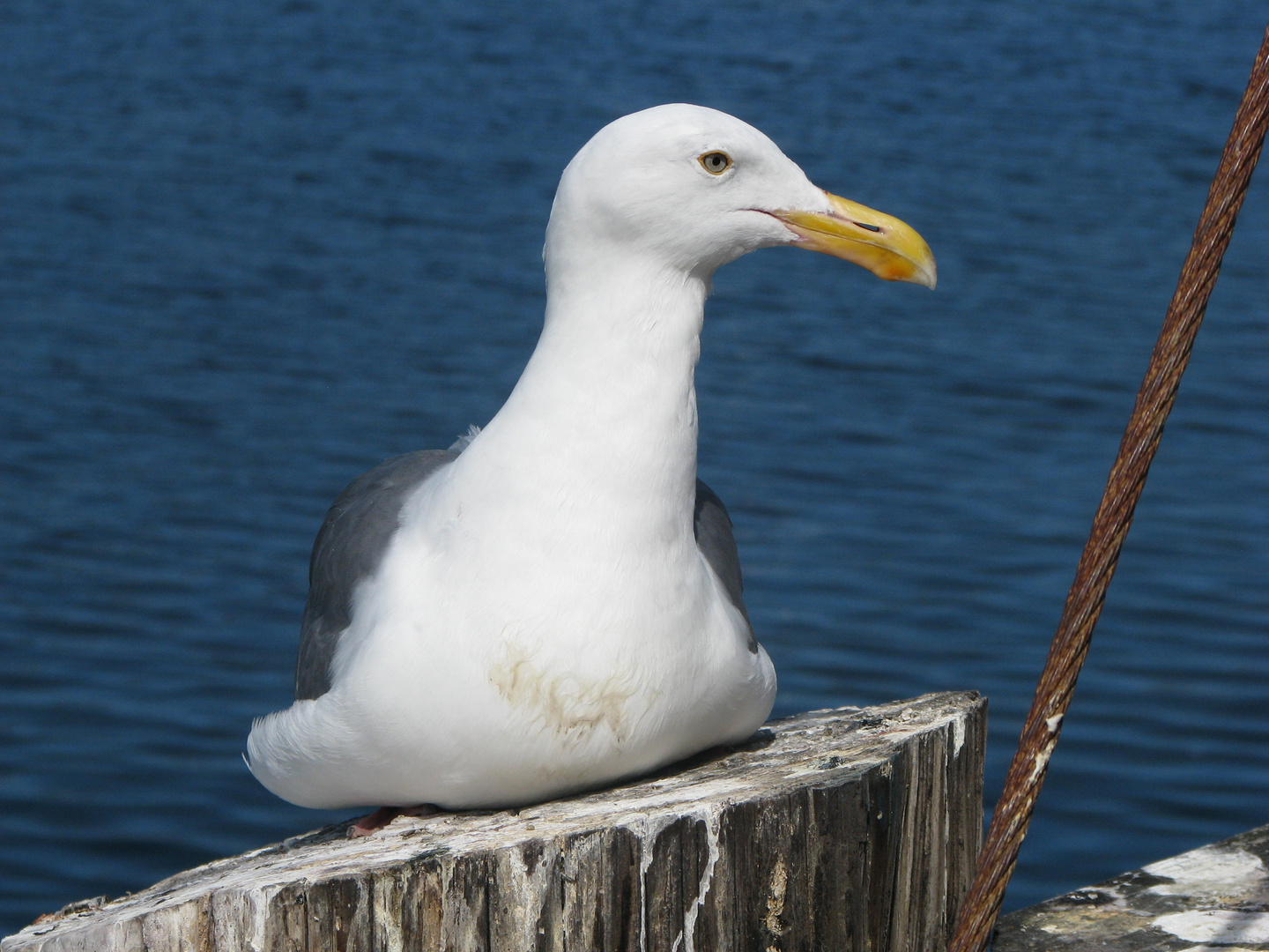 Genussvogel