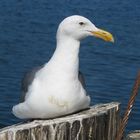 Genussvogel