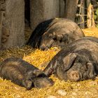 Genußvoll chillen - Ecomusée