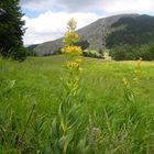 Genziana Lutea