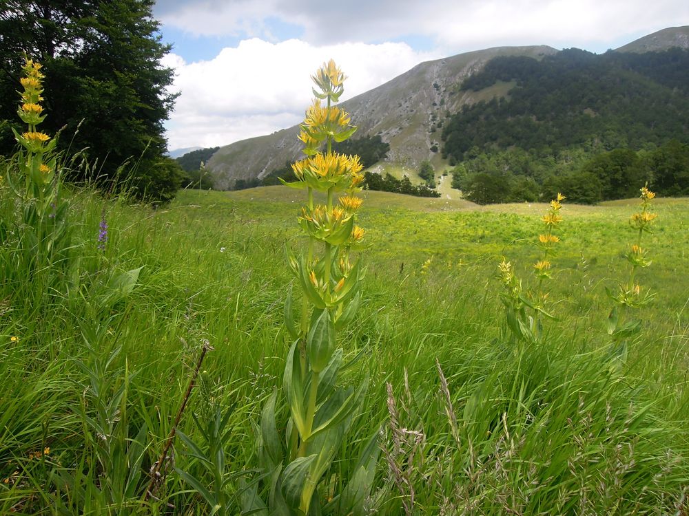 Genziana Lutea