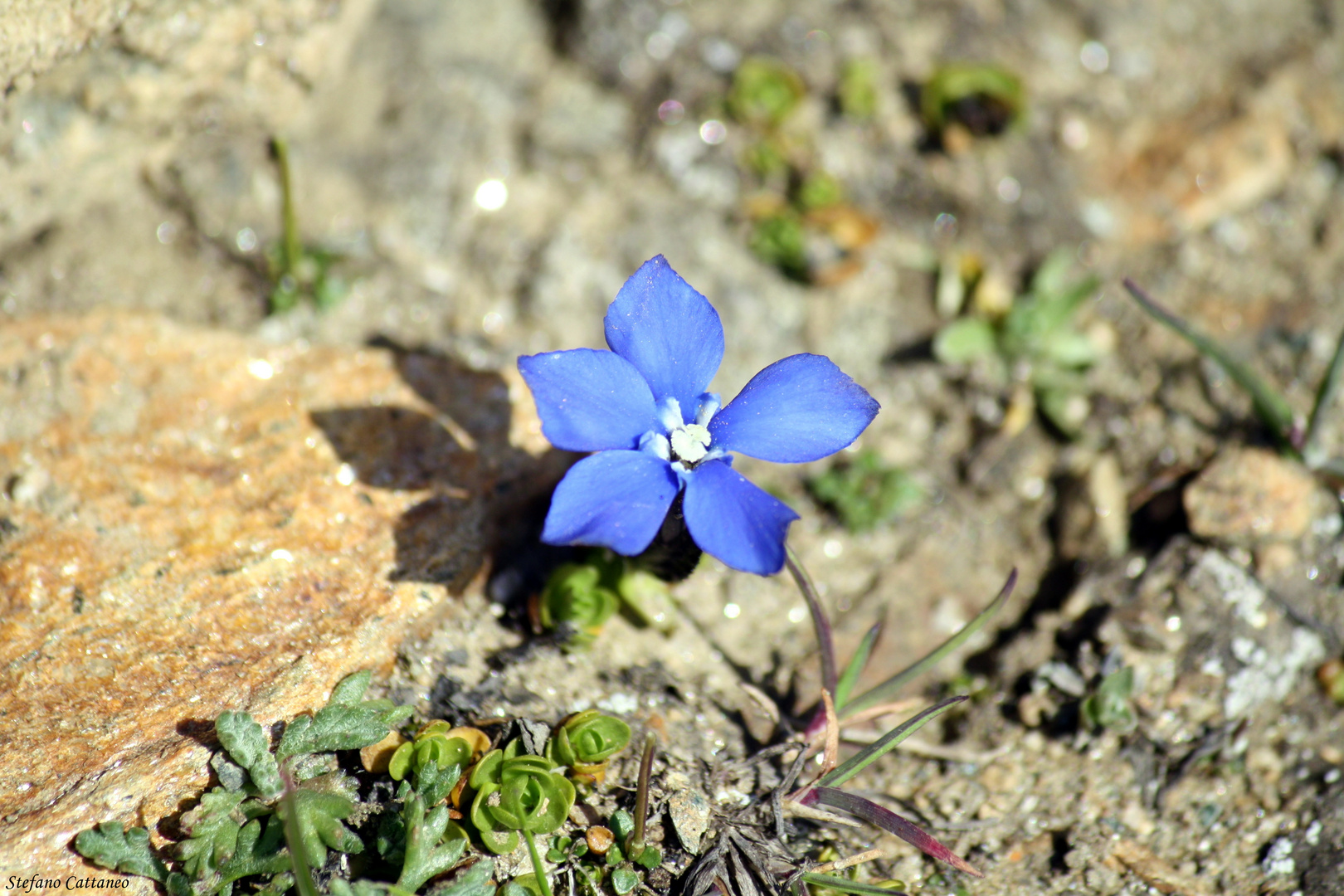 Genziana solitaria