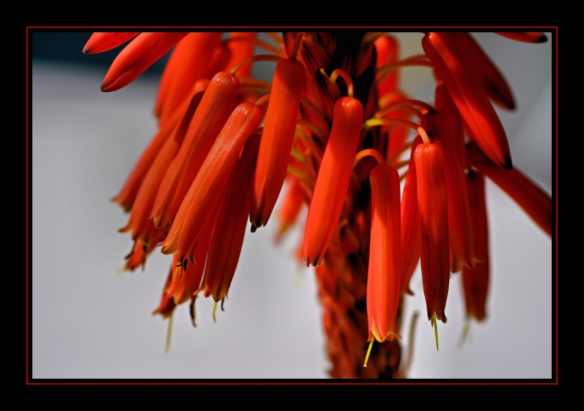 geöffnete Aloe-Blüte