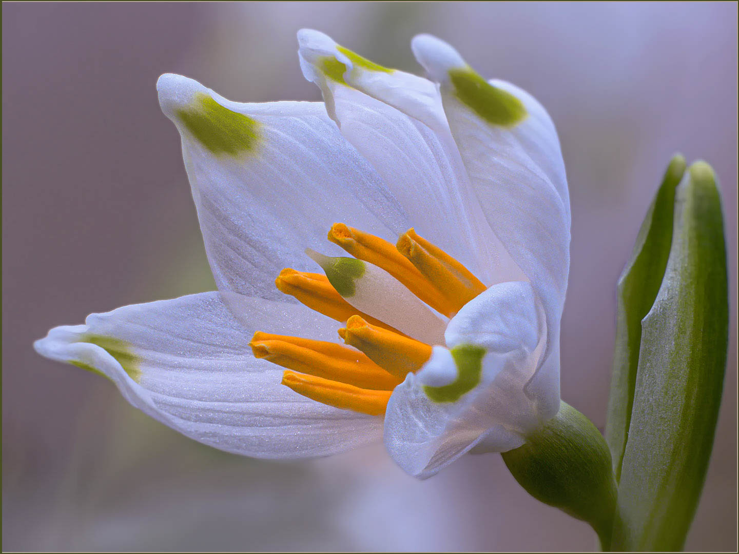 Geöffnete Blüte..