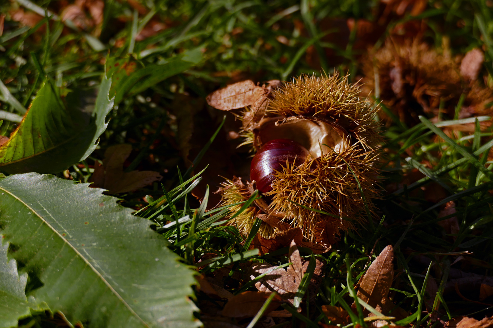 Geöffnete Cupula (Edelkastanie)