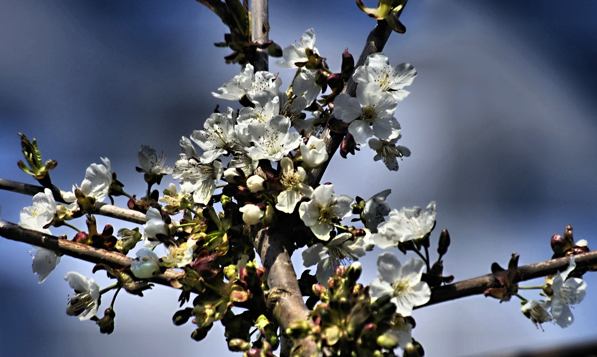 Geöffnete Kirschblüten