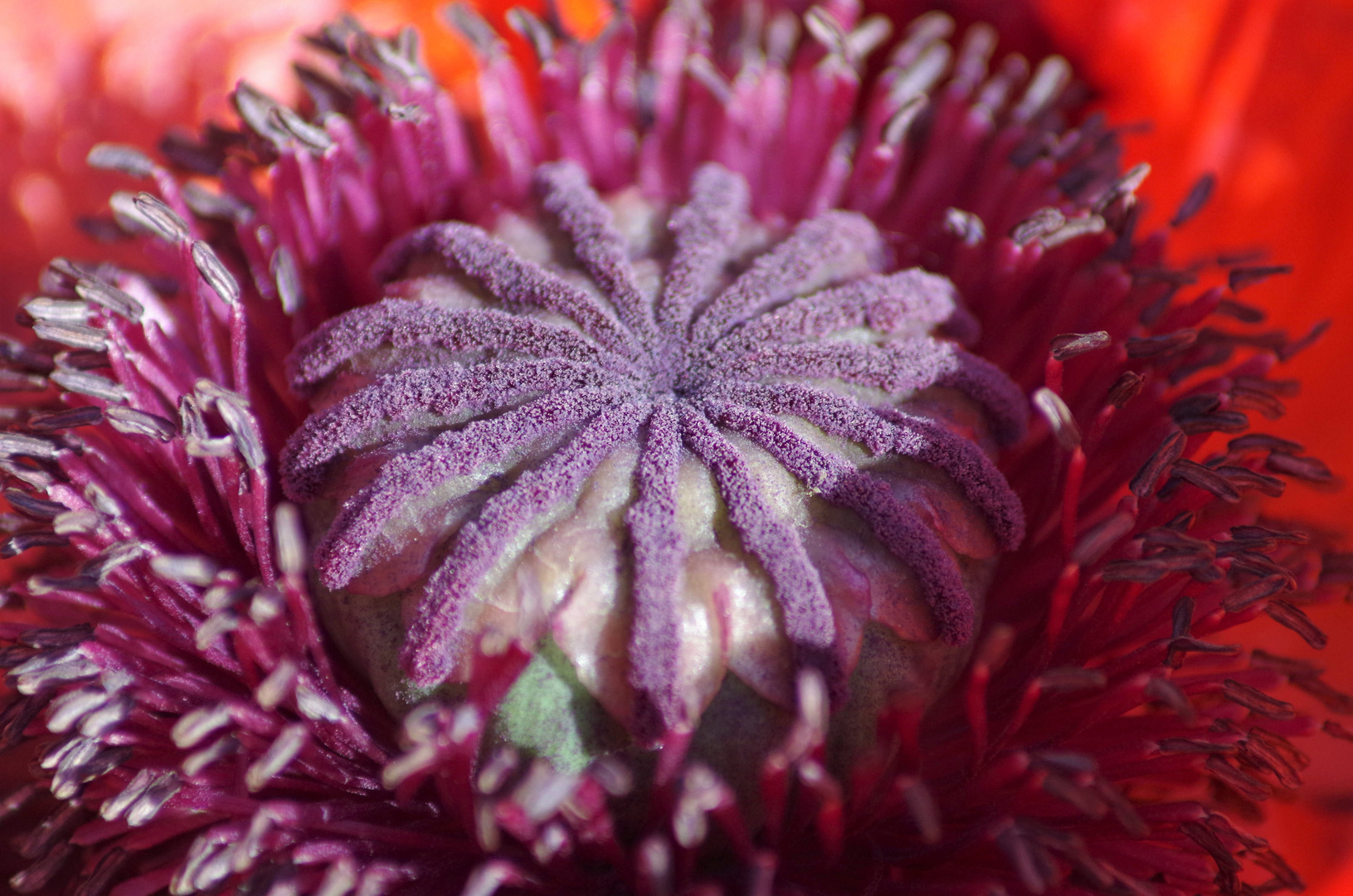 Geöffnete Klatschmohn Knospe