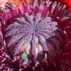 Geöffnete Klatschmohn Knospe