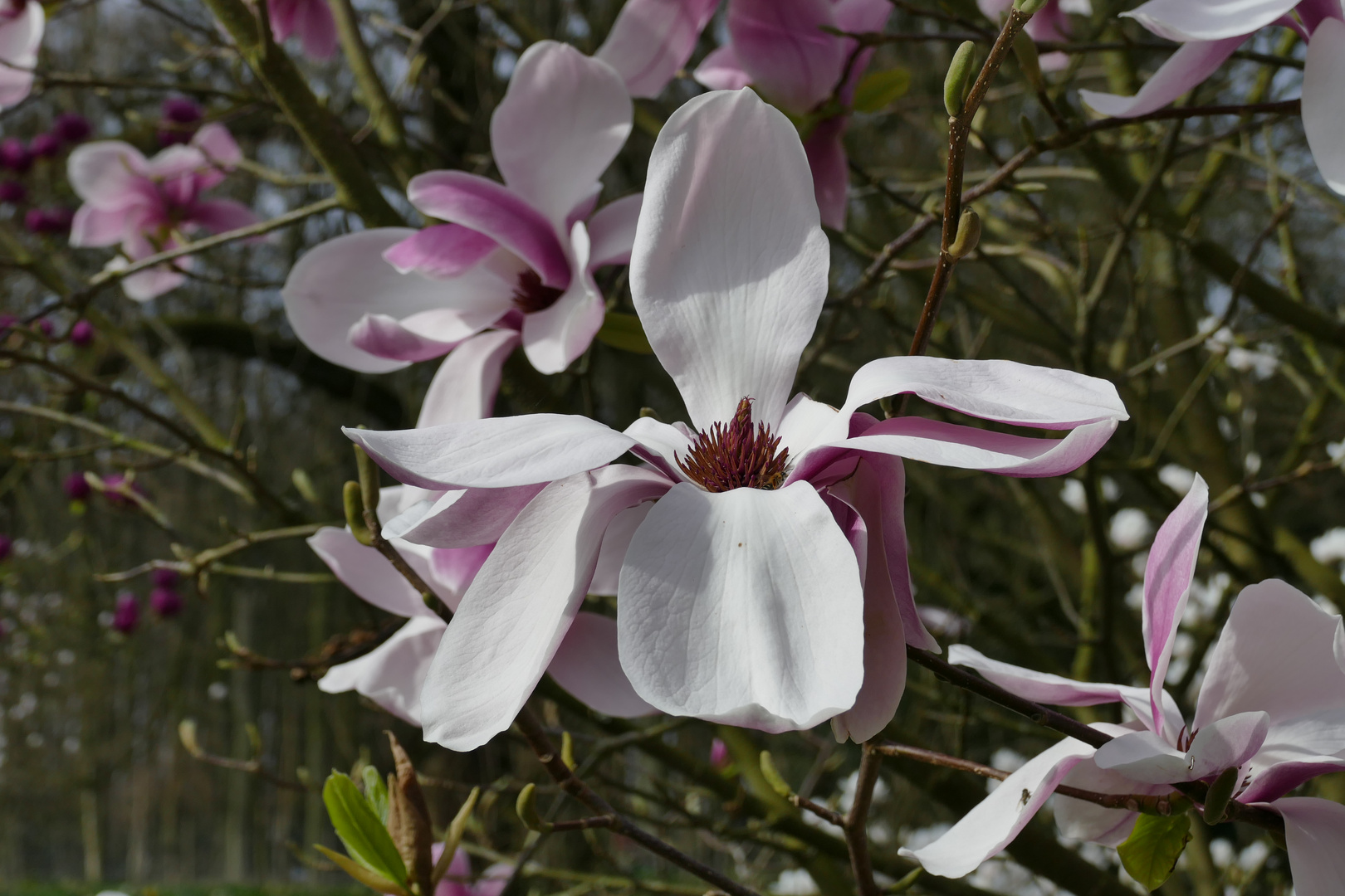 Geöffnete Magnolie